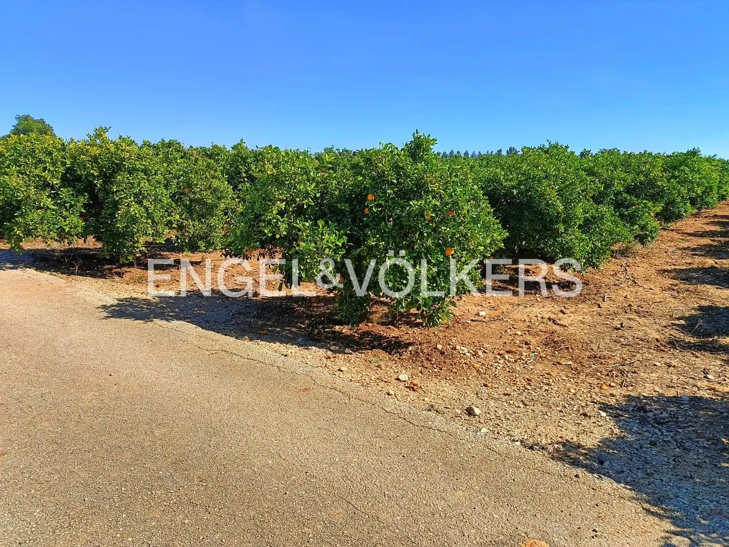 Lands and plots for sale in Els Poblets, imagen 3