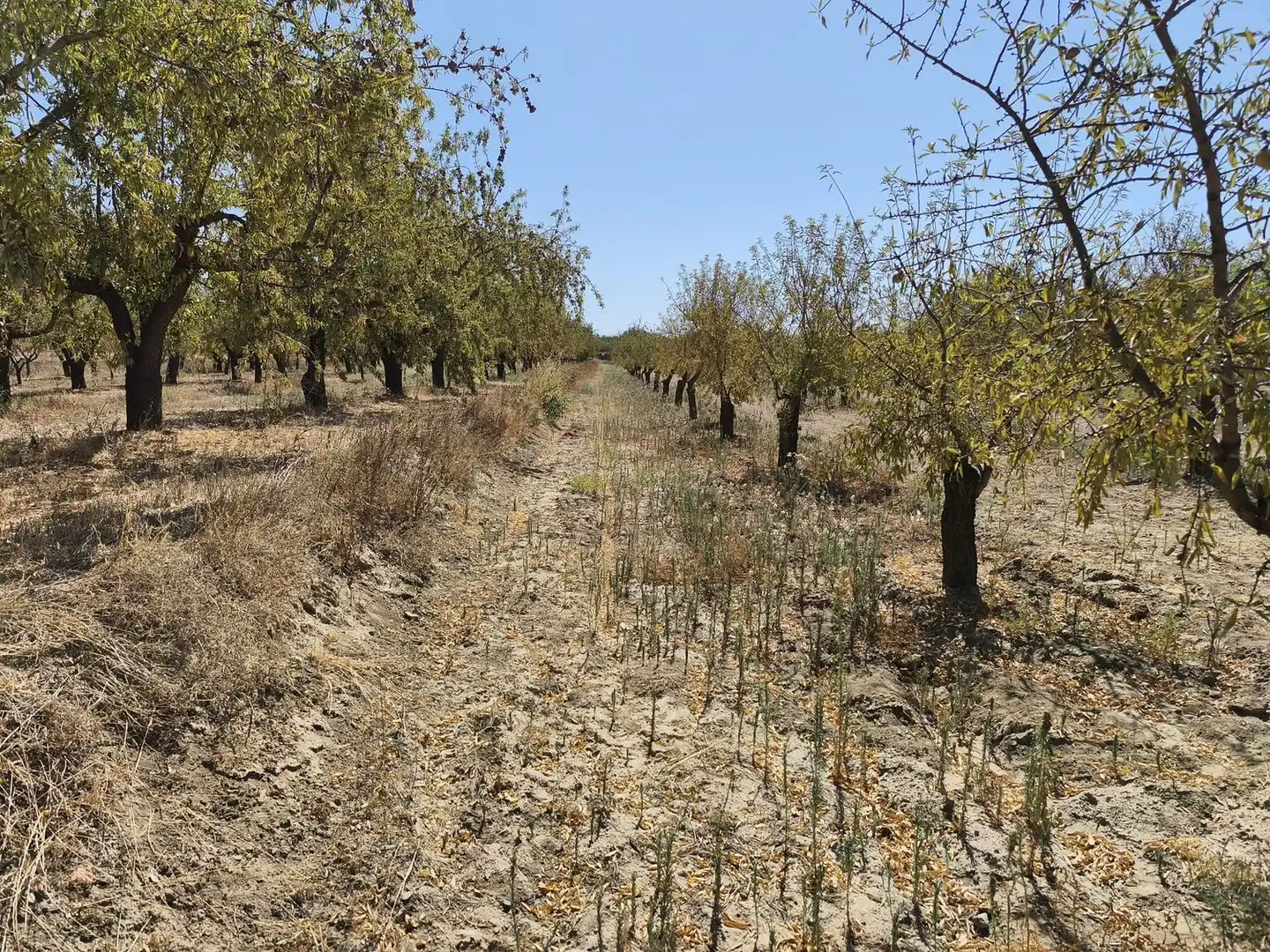 Rural land for sale in 2C55+9GC Cozvijar 0, imagen 13