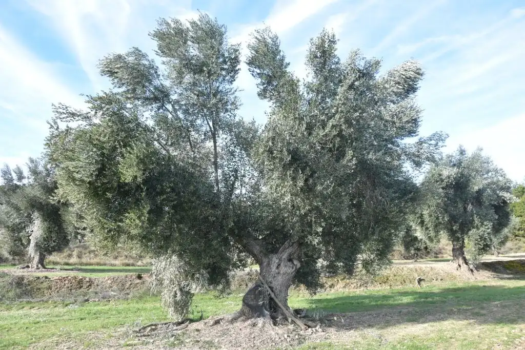 Terreni e lotti in vendita a Mazaleón, imagen 3