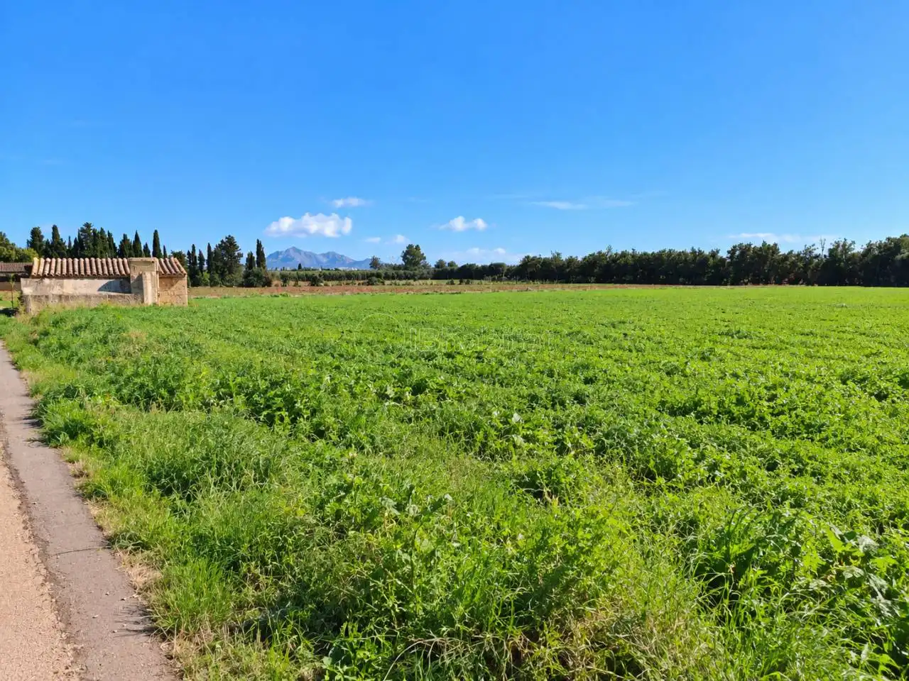 Terrain rustique à vendre à Sa Pobla, imagen 9