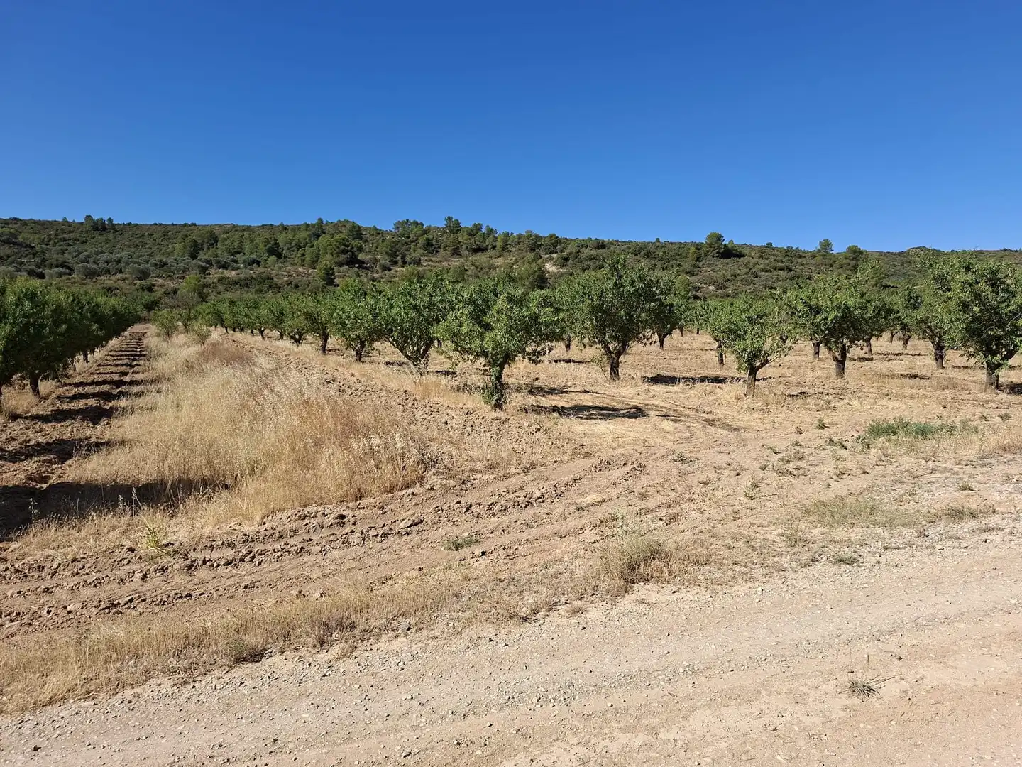 Finca rústica en venta en Maella