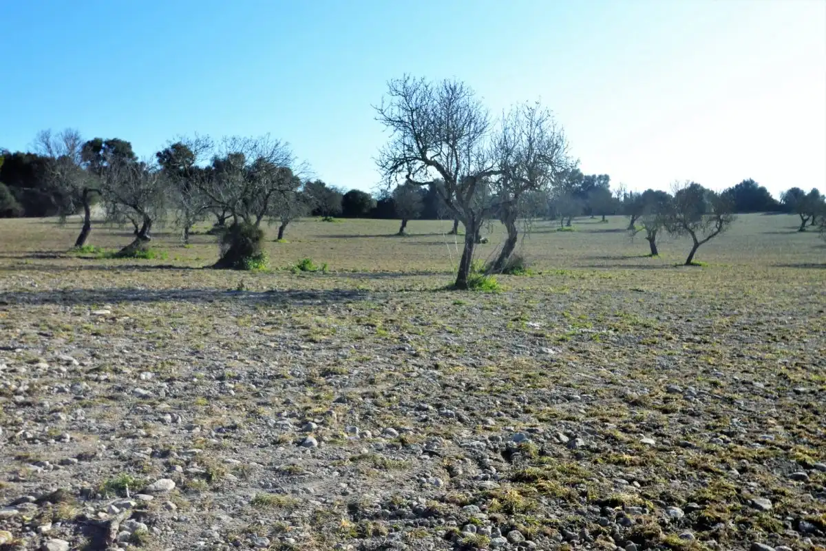 Casa rústica en venta en Llubí, imagen 16