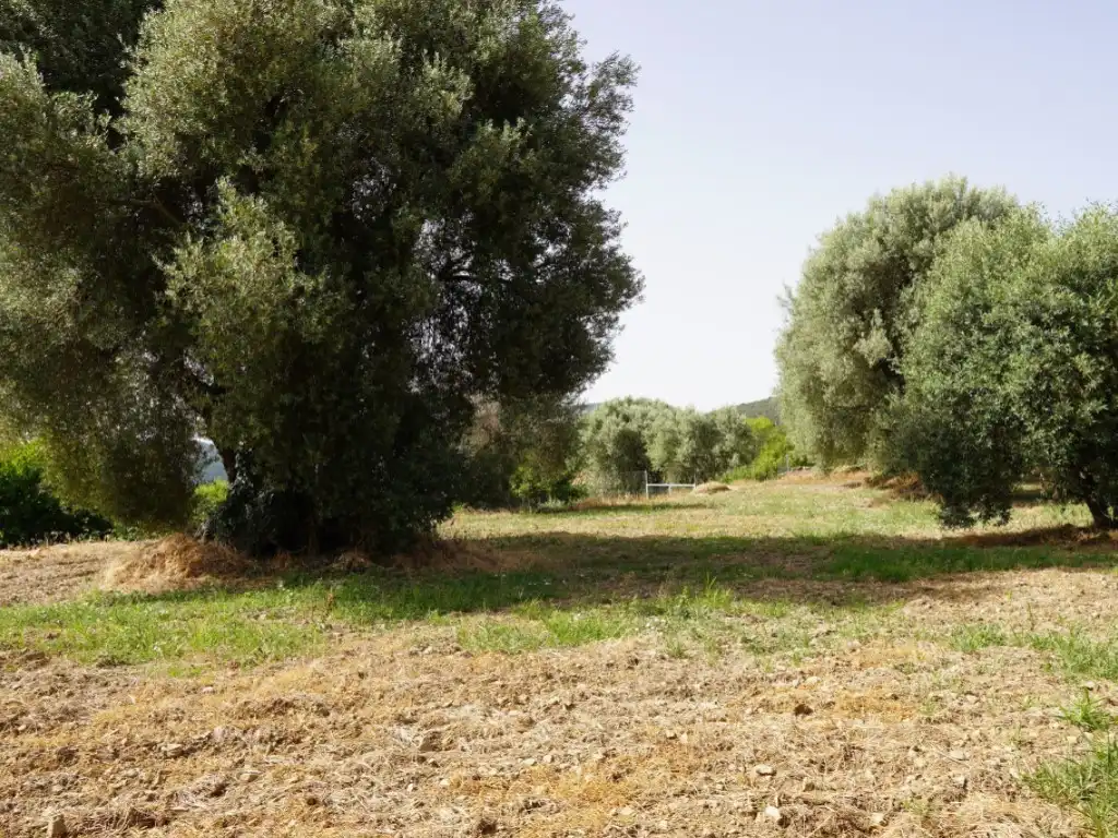 Terreni e lotti in vendita a Camino Casa Olivera(Lecina) 1, imagen 12