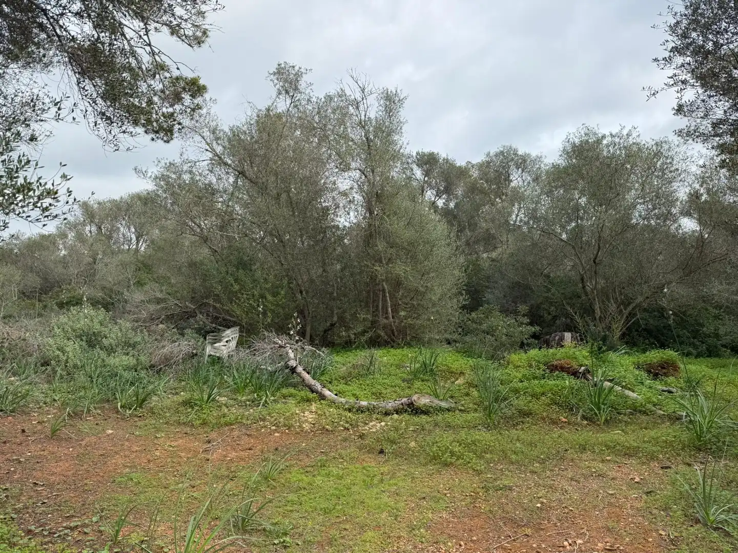 Terreno rustico in vendita a Llucmajor pueblo, imagen 10