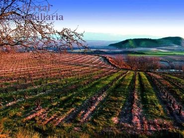 Terreno rústico en venta en Carretera A-4205