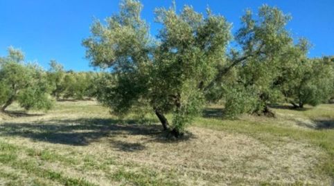 FINCA RUSTICA EN BAENA, immagine 2