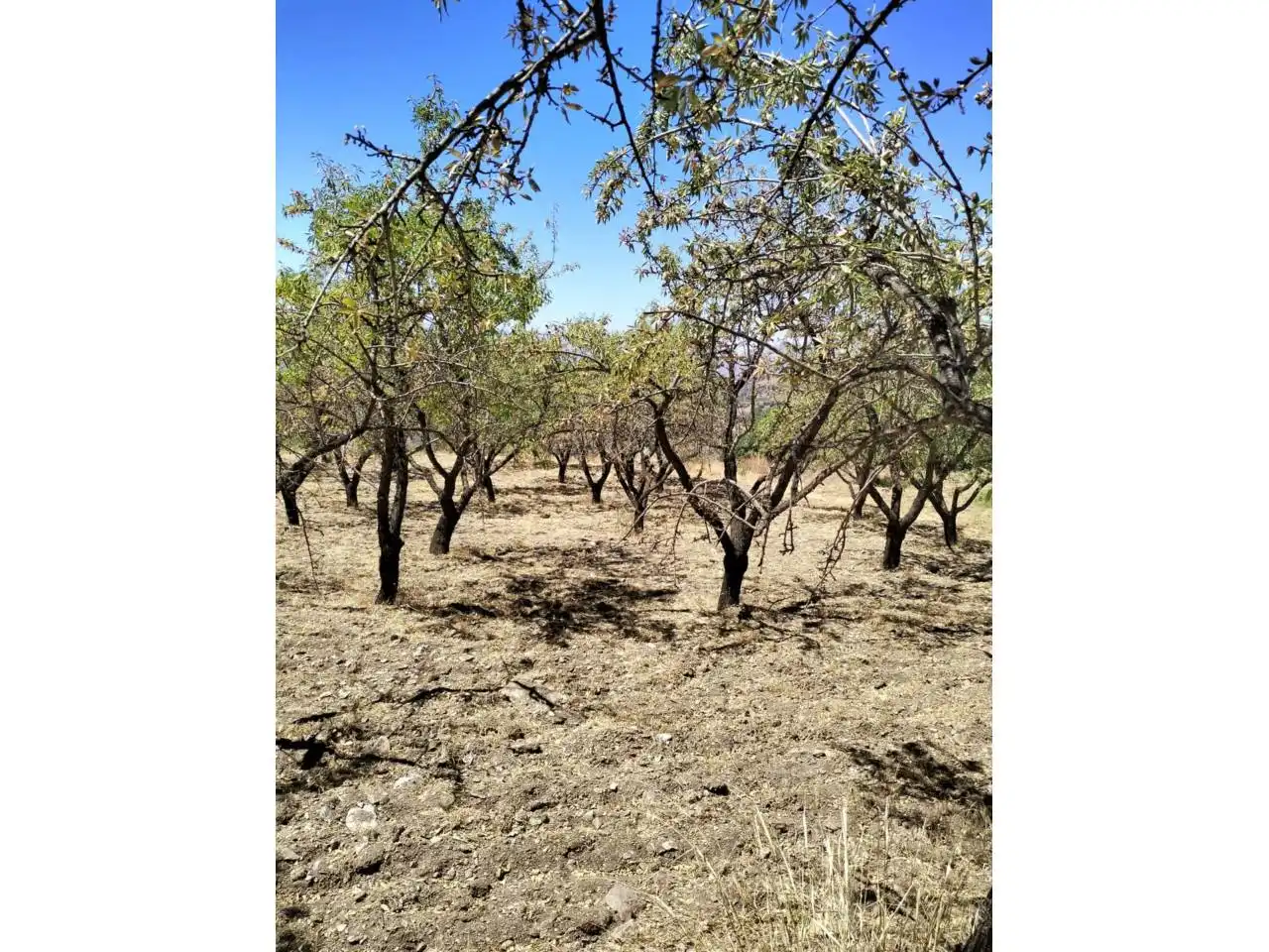 Terreny rústic en venda a Paterna del Río, imagen 5