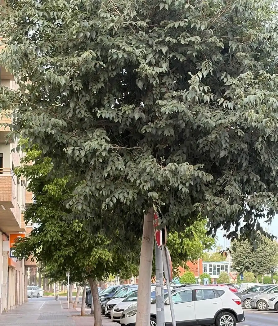 Appartement avec terrasse à vendre à Piscinas, imagen 28