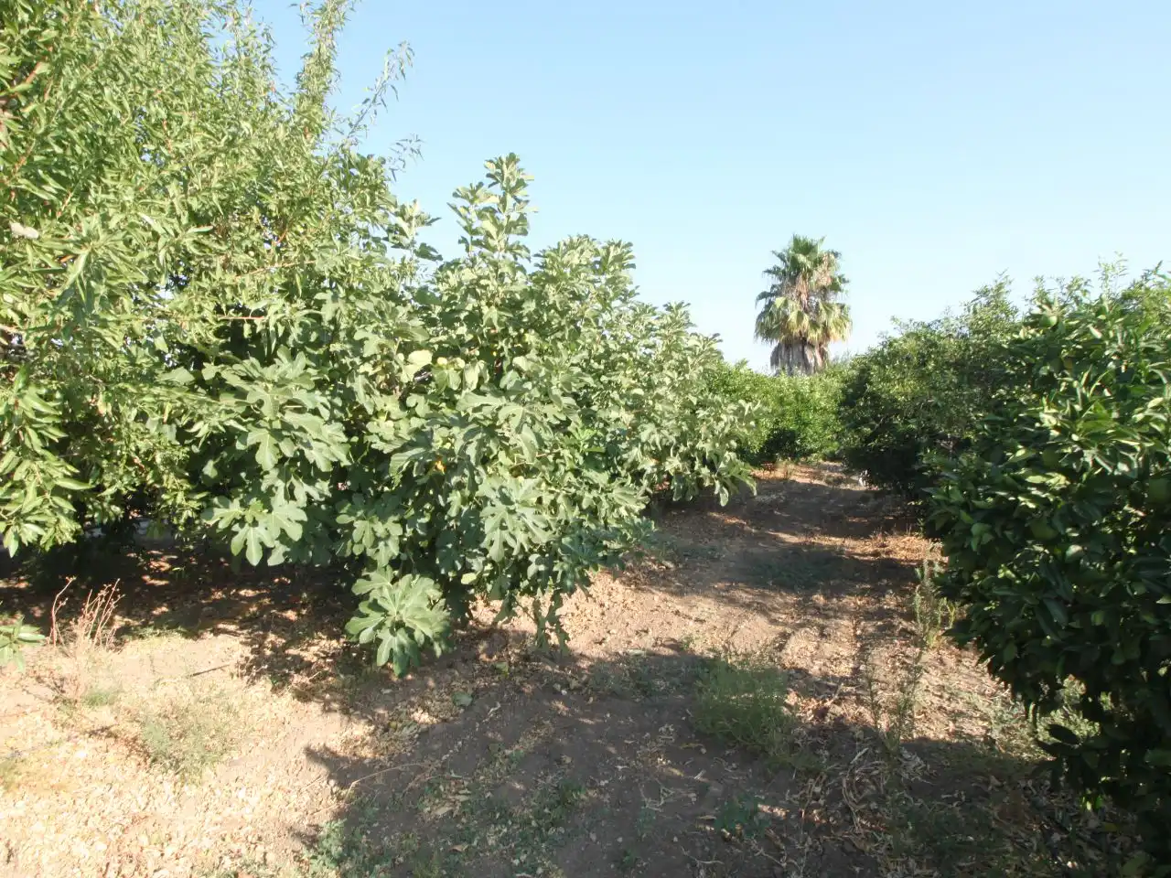 Terreno rustico in vendita a Calle Poniente 13, imagen 4