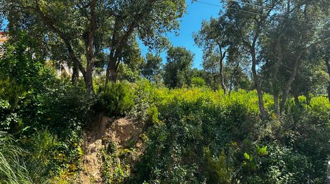 Terreno Lloret, imatge 2