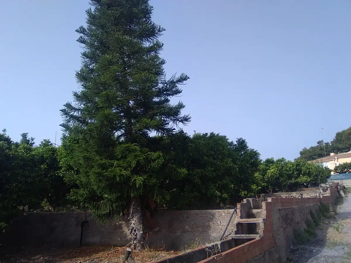 Vista exterior de Finca rústica en venta en Sagunto / Sagunt