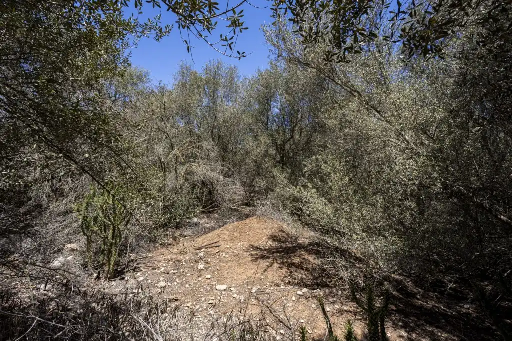 Terreno rustico in vendita a Sa Cabaneta, imagen 2