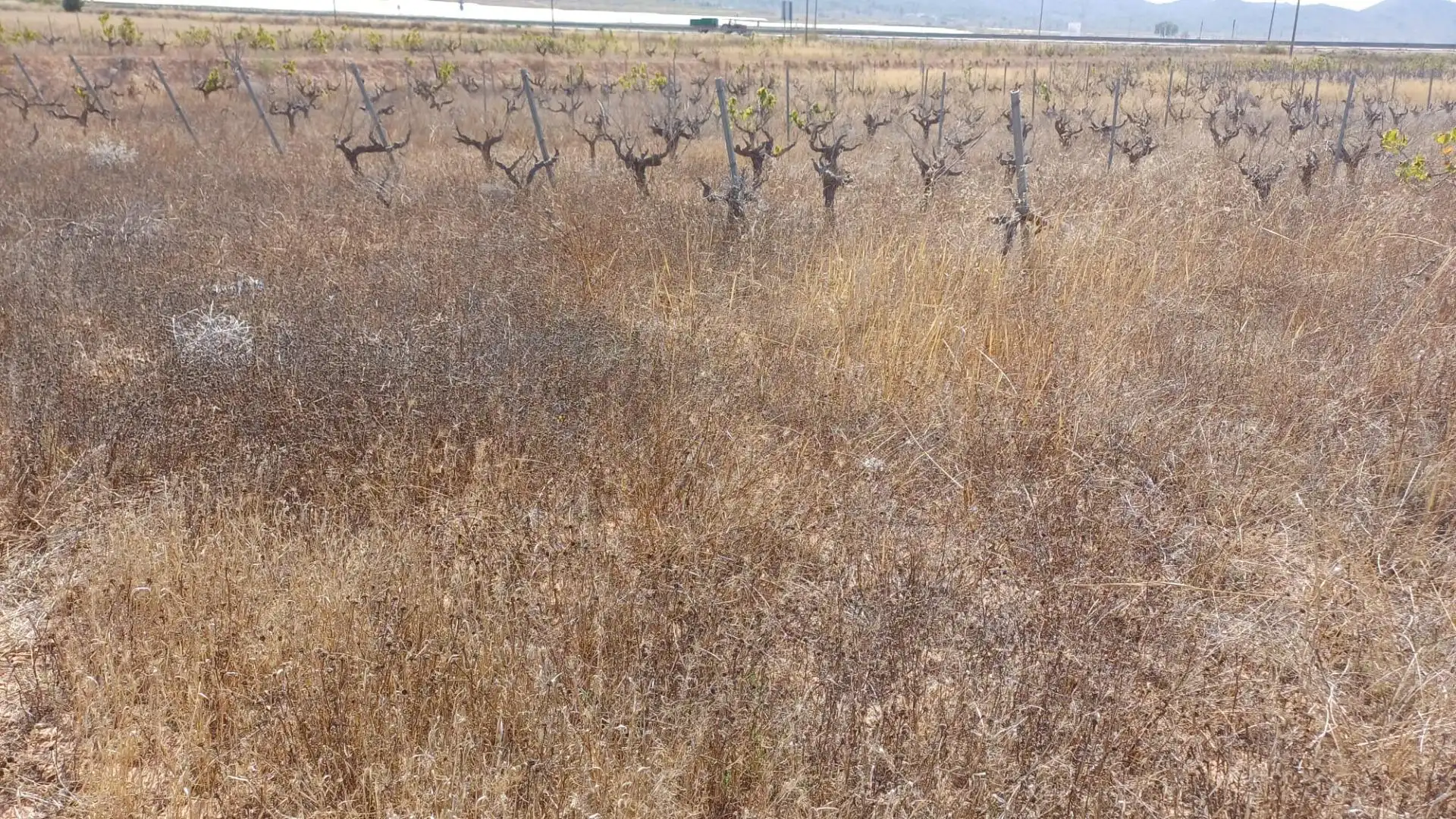 Residential land for sale in Monóvar  / Monòver
