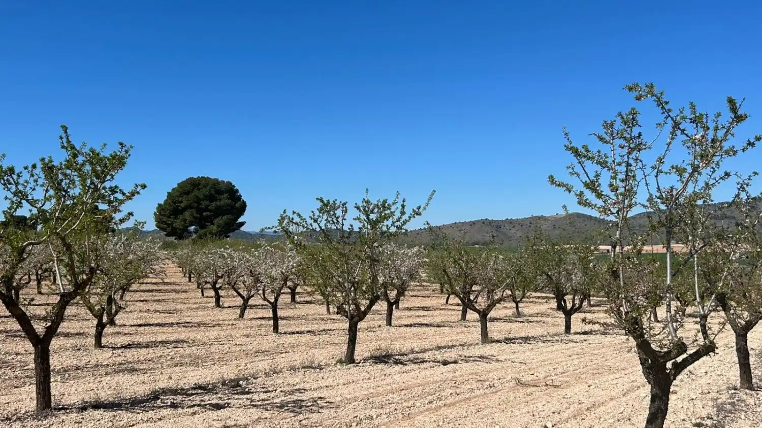 Finca rústica en venda en Tobarra