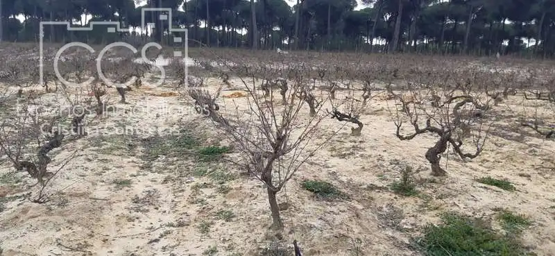Terreni e lotti in vendita a Almonte ciudad, imagen 9