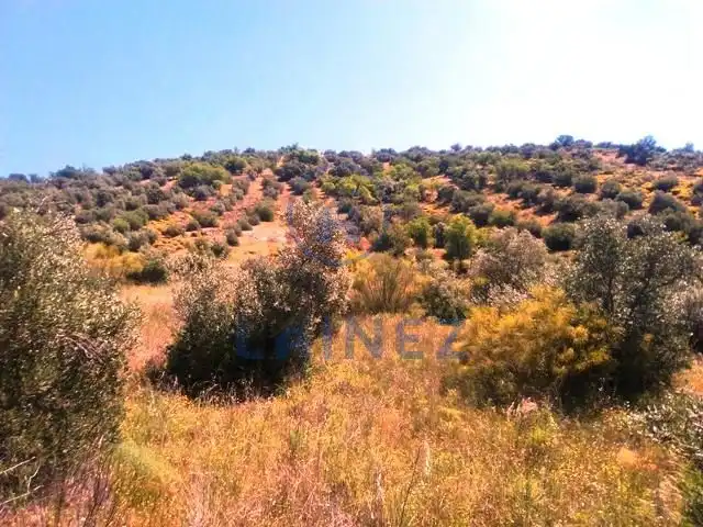 Rural land for sale in Espiel, imagen 14