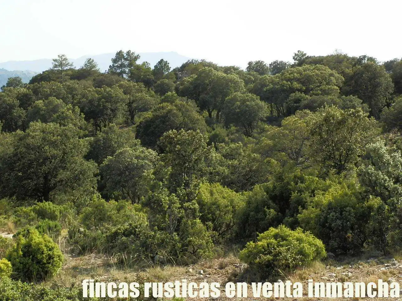 Terreno rustico in vendita a Caravaca de la Cruz