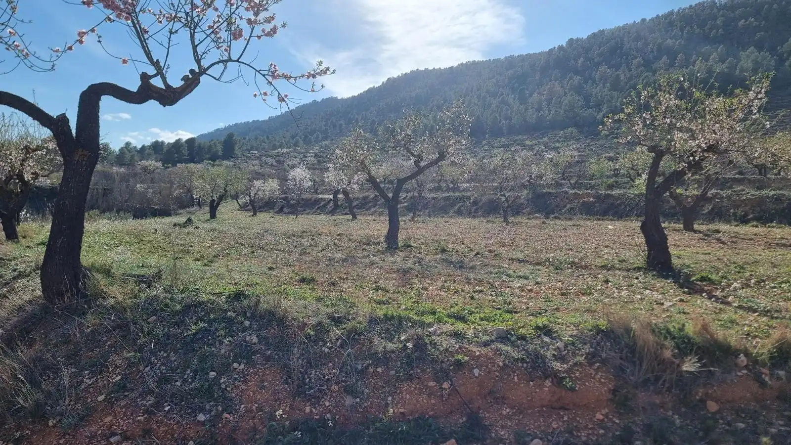 Terrenys i solars en venda a Bullas, imagen 3