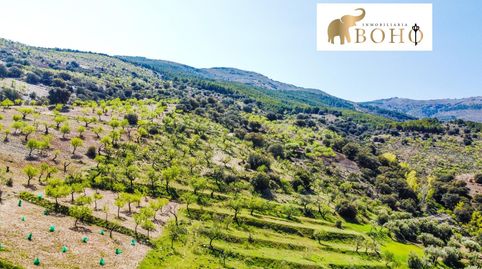 SE VENDE TERRENO CON ALMENDROS EN ABRUCENA, immagine 5