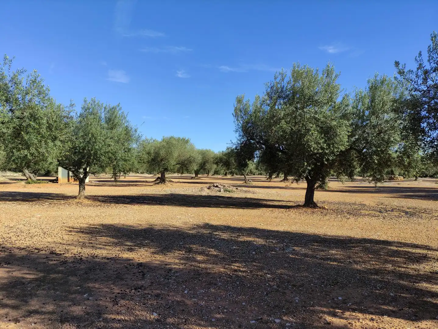 Terreno rustico in vendita a Carrer Verge de Gràcia, imagen 7