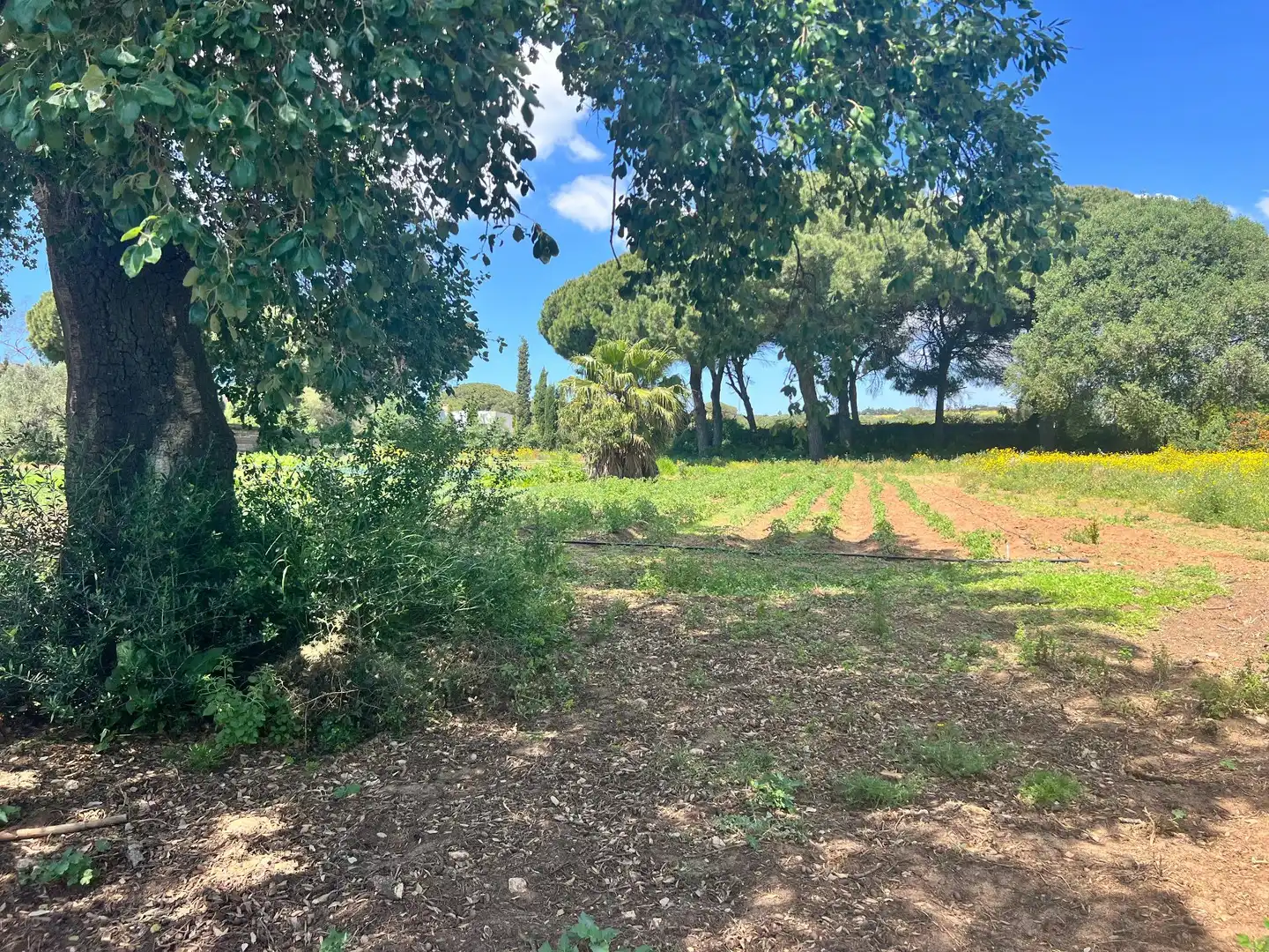 Casa rústica en venda a Vejer, imagen 9
