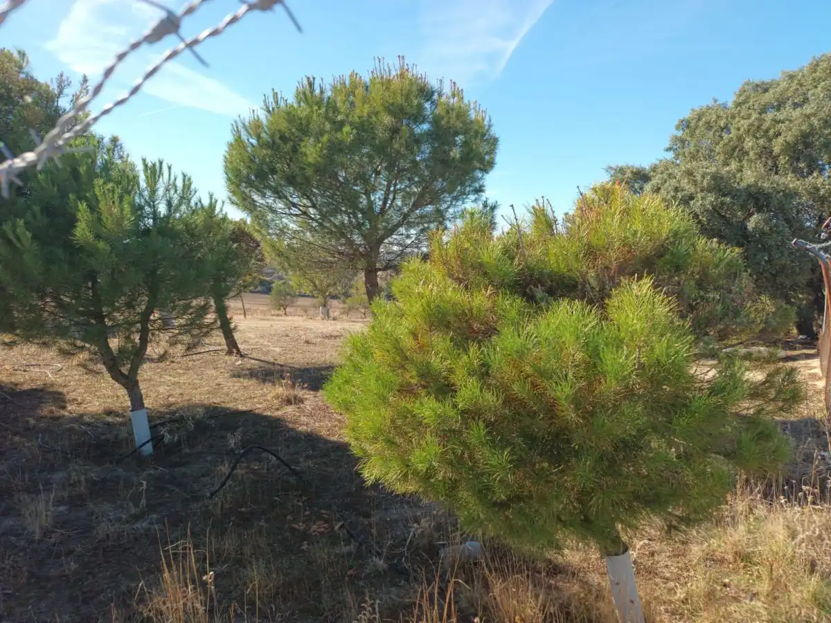 Finca rústica en venta en Brunete