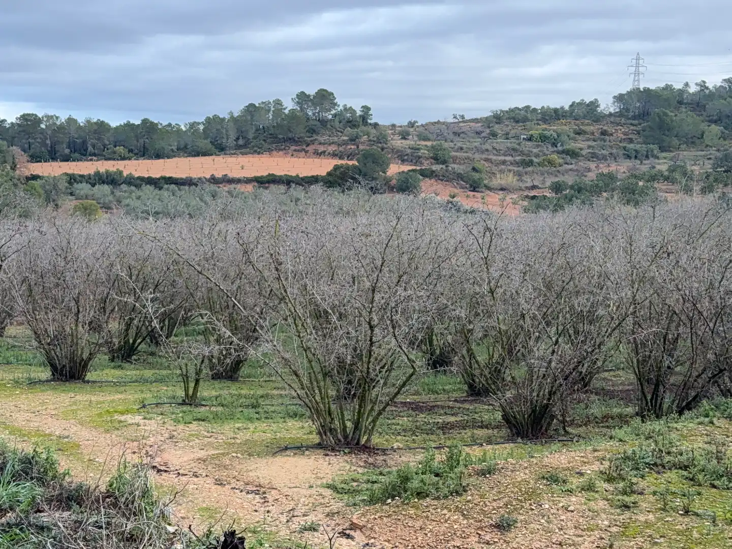 Terrain rustique à vendre à Carretera a la Maso 1G, imagen 6