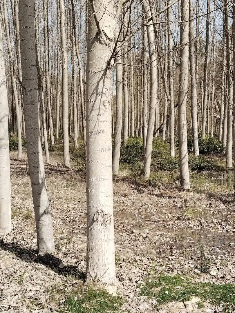 Terreni e lotti in vendita a Atarfe