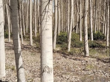 Terreno rustico in vendita a Centro