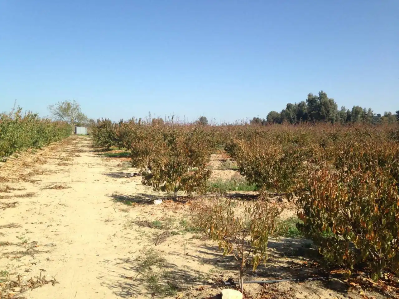 Land for sale in Villar de Rena