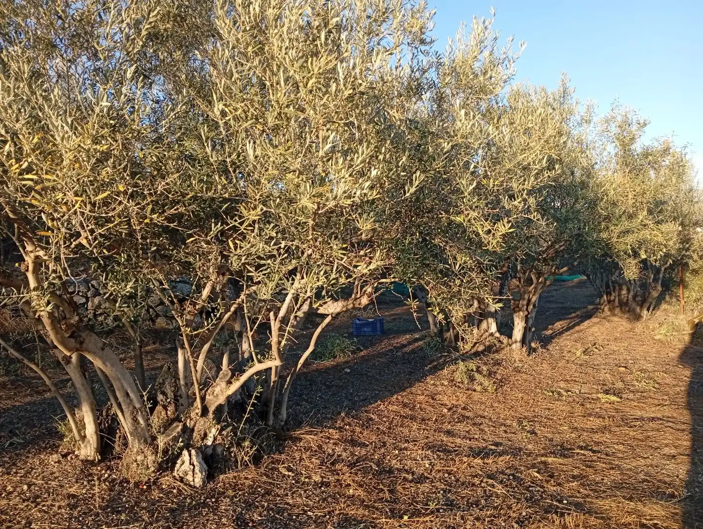 Terreni e lotti in vendita a Villanueva de la Vera, imagen 9