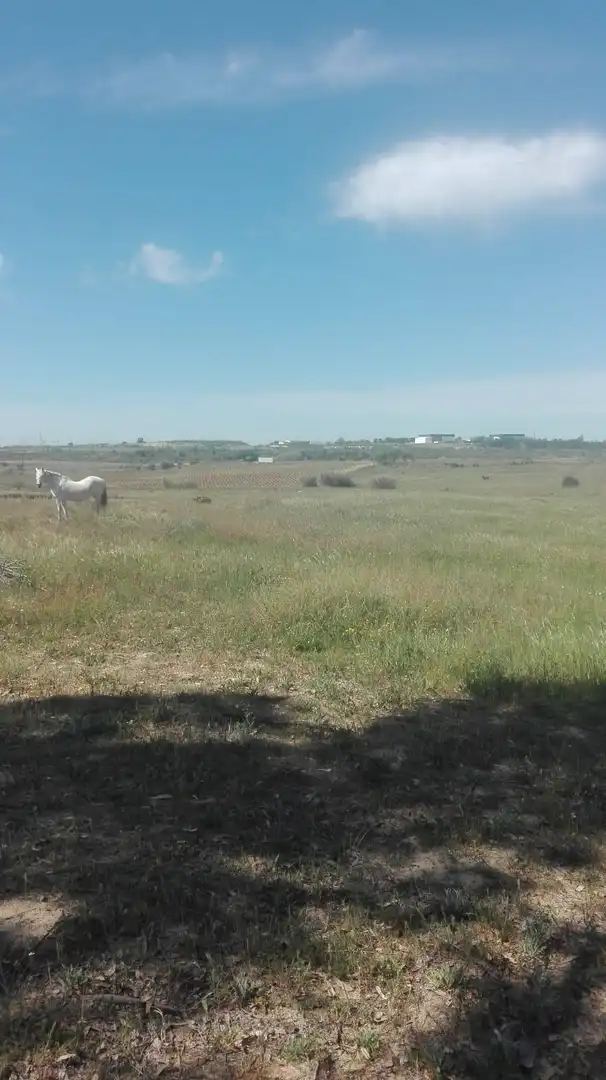 Finca rústica en venta en La Palma del Condado