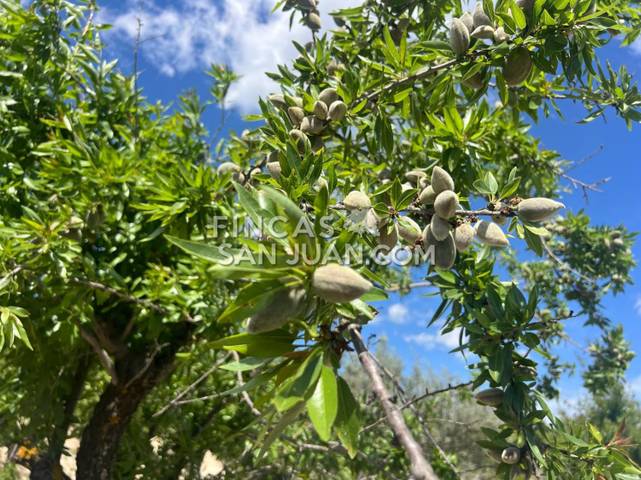 Finca rústica en Venta en Benilloba