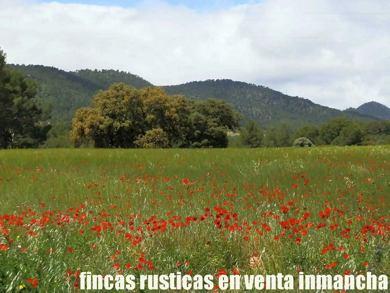 Terreni e lotti in vendita a Elche de la Sierra, imagen 8