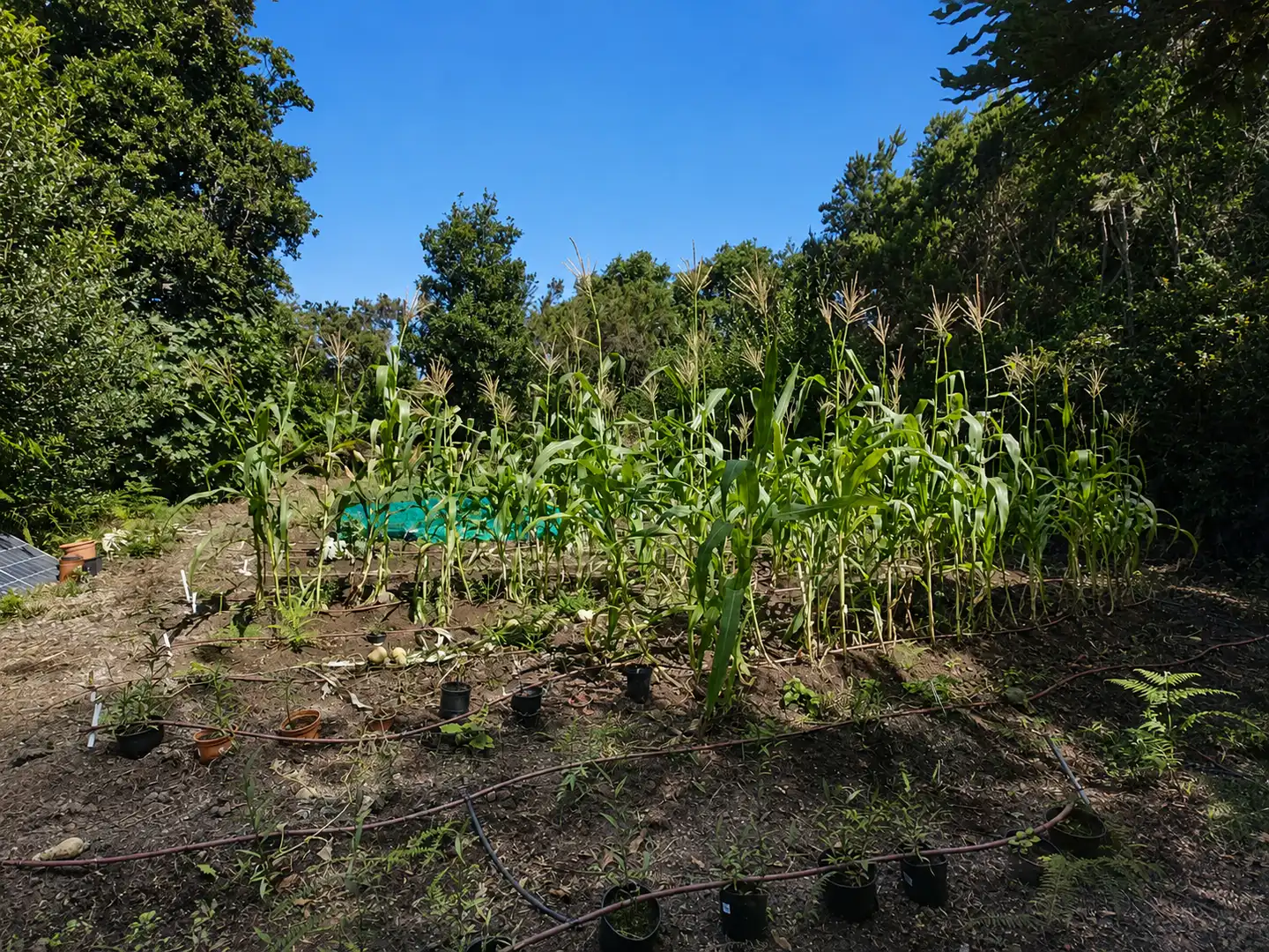 Land for sale in El Tanque