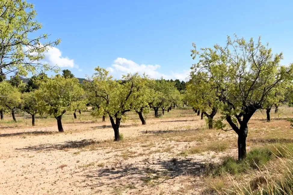 Industrial land for sale in Fuentespalda