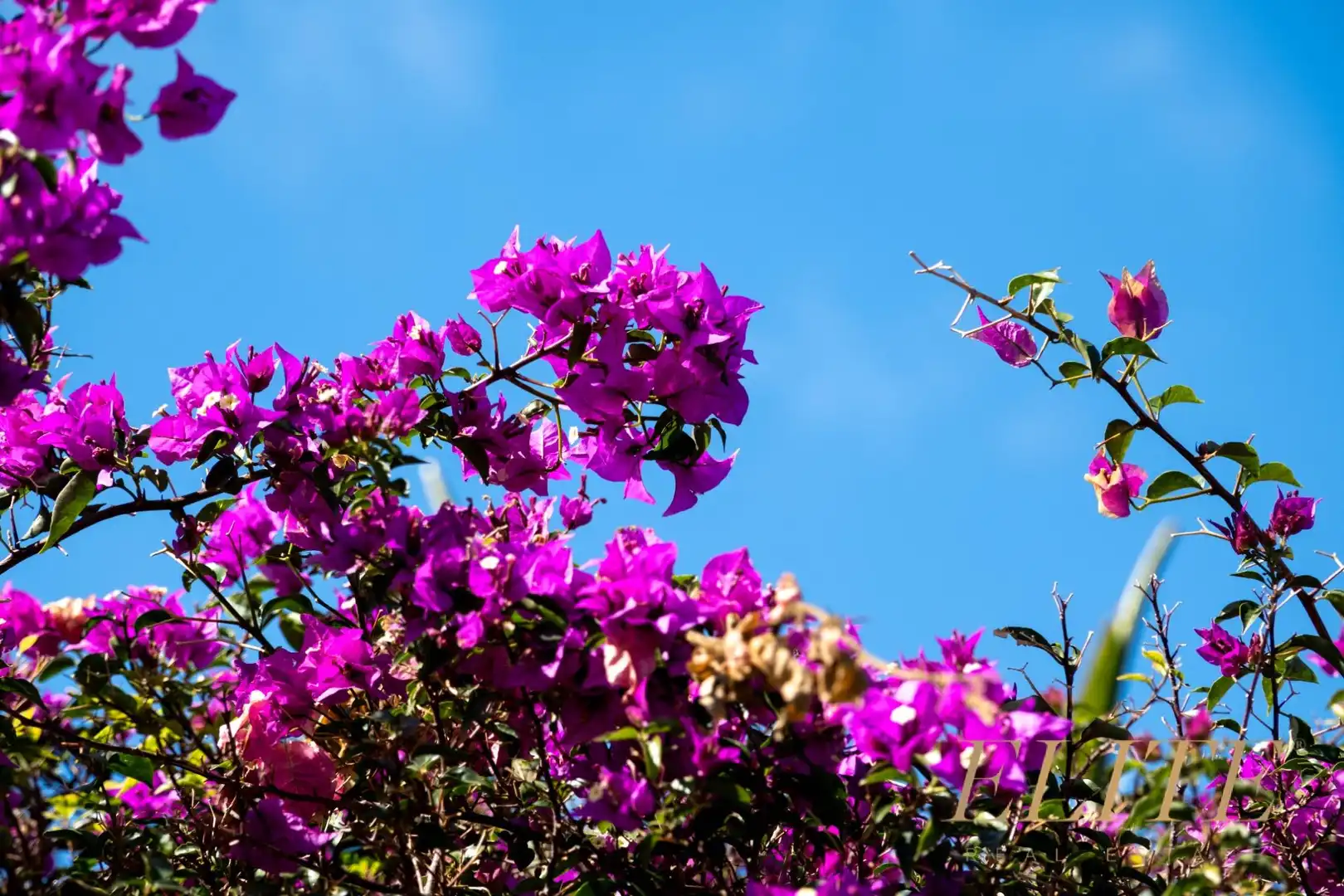Garden of Residential for sale in San Bartolomé de Tirajana