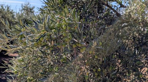 Finca Rúst. en venta en Loja., imagen 4
