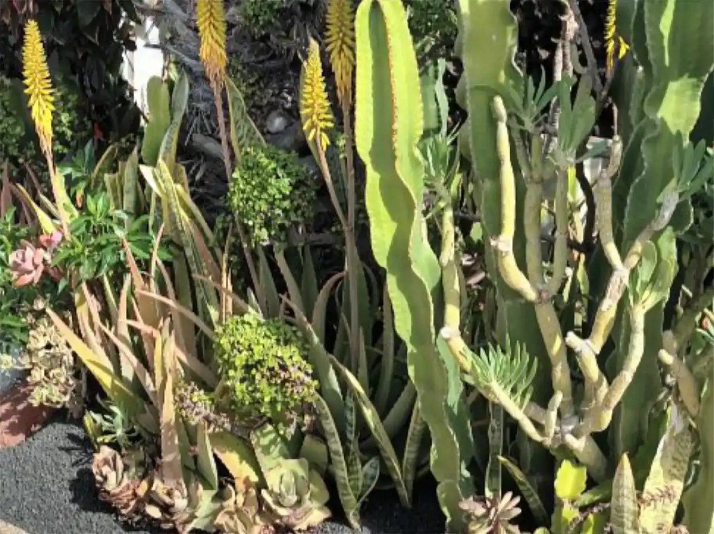 Jardí de Casa o xalet en venda en Yaiza amb Aire condicionat, Jardí privat i Piscina