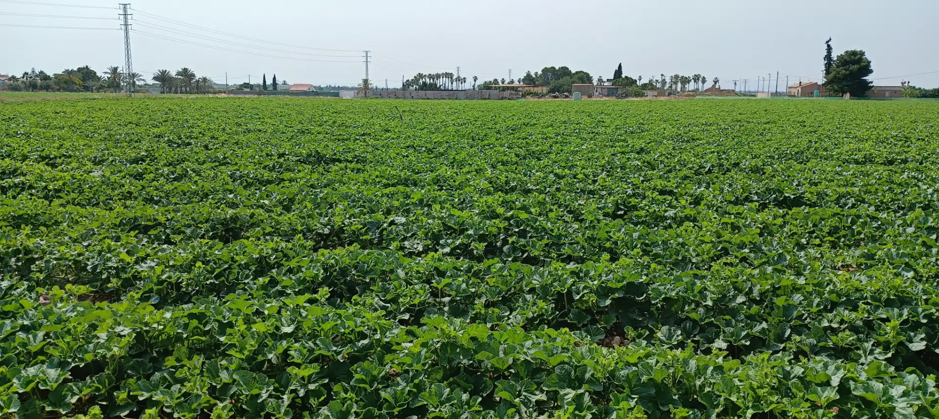 Terreno rustico in vendita a Calle 5 UE-LS1 71