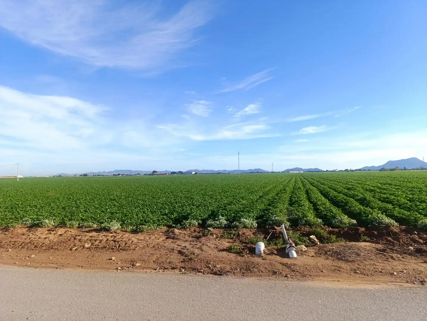 Terreno rústico en venta en Pasaje TORRE CALIN-DS ALJORRA 1, imagen 4