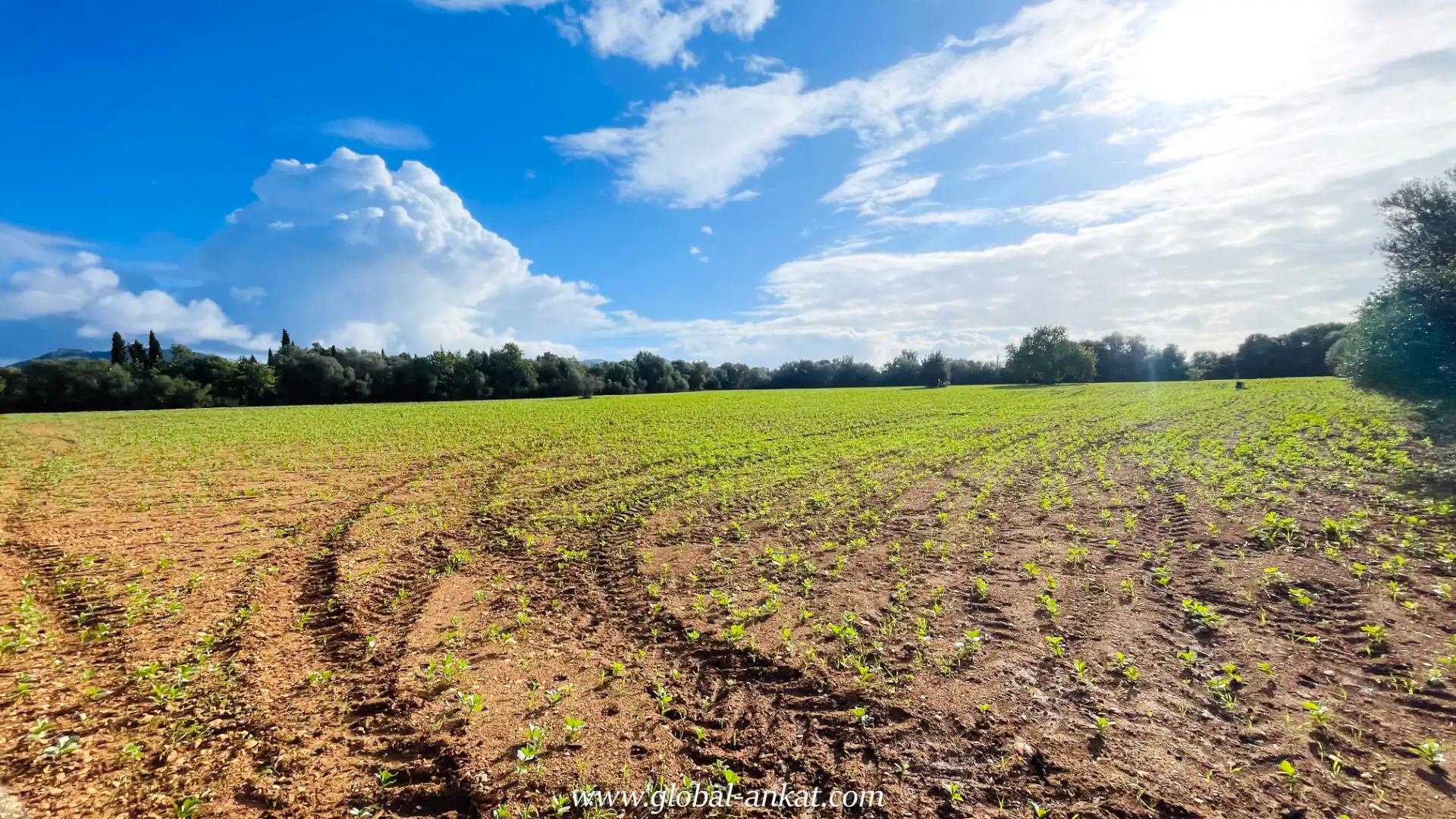 Rural land for sale in Felanitx Poble, imagen 4