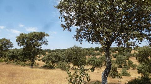 Photo 3 of Land for sale in Trujillo, Cáceres
