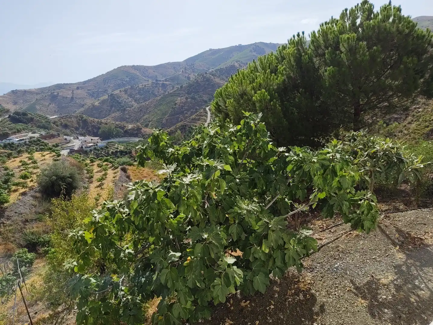 Exterior view of Country homes for sale in Almáchar  with Air Conditioner, Heating and Private garden