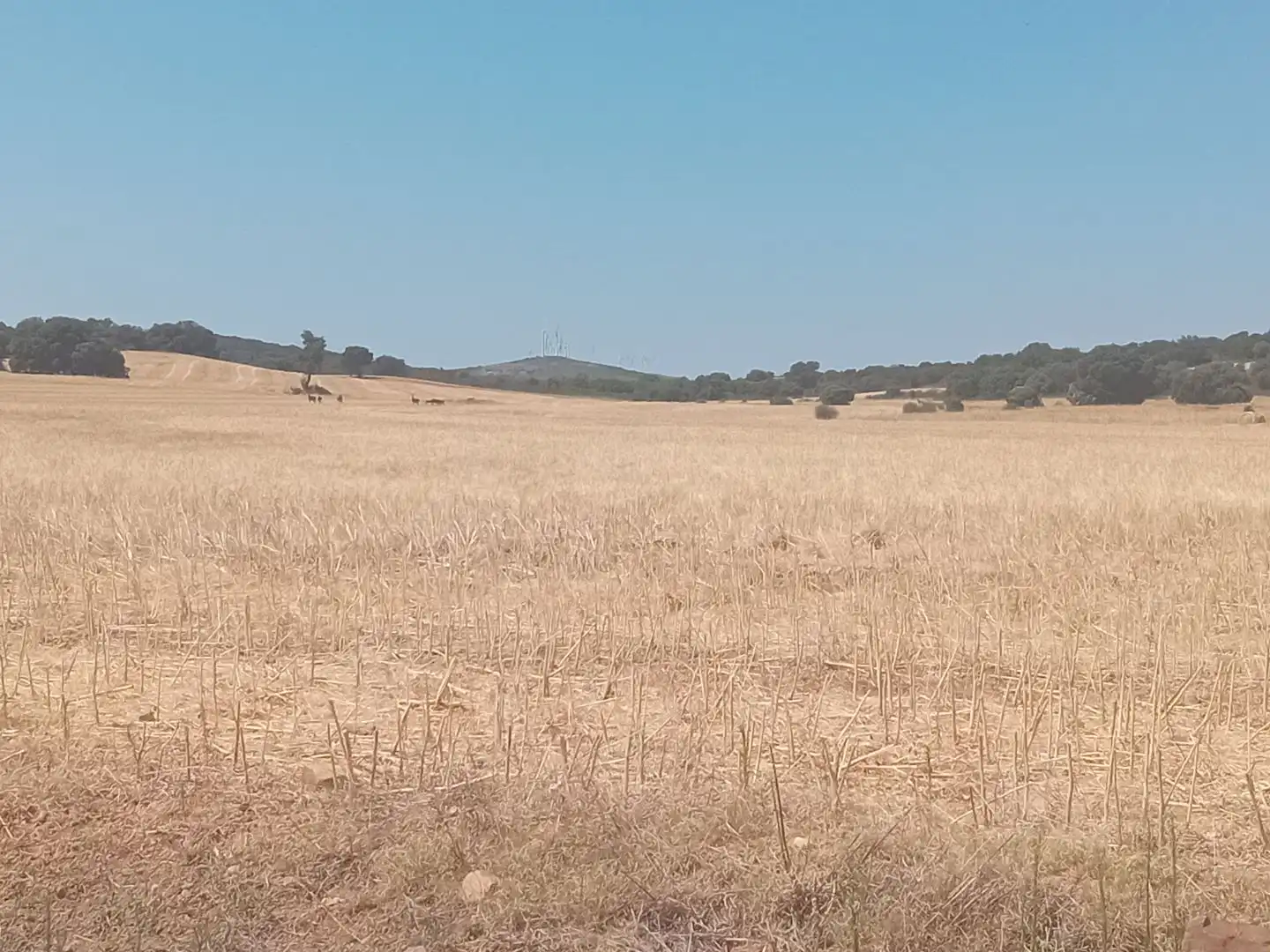 Terreno en venta en Moreruela de Tábara