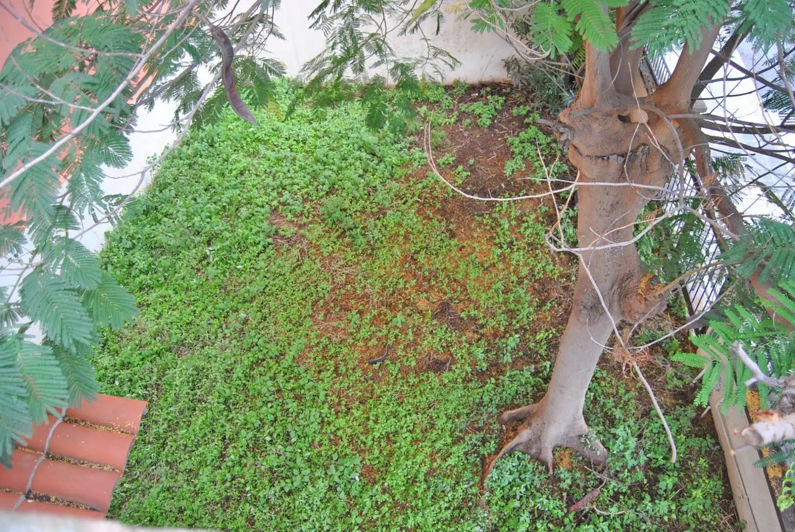 Casa amb jardí en venda a Rambla de Santa Cruz 49, imagen 33