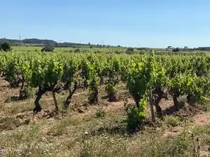 Terreno en venta en L'Arboç