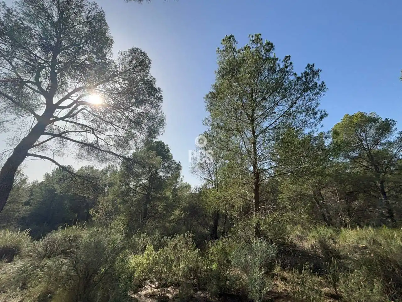 Terreny rústic en venda a Calle Sierra Espuña Anexo Balsa Grande 3 S/N