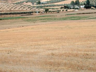 Terreno rustico in vendita a La Malahá