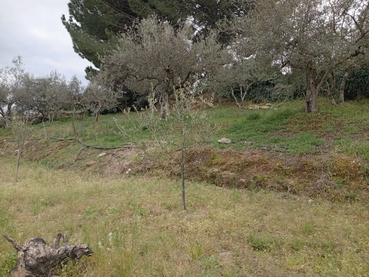 Terreni e lotti in vendita a Villanueva de la Vera, imagen 25